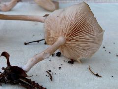 Bubbadoo's Mushrooms