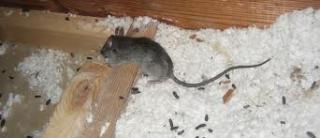 rodents in attic.jpg