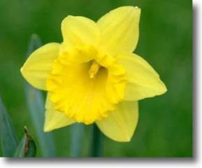 daffodils_big.jpg