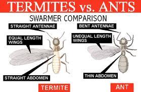Termites vs. Ants.jpg