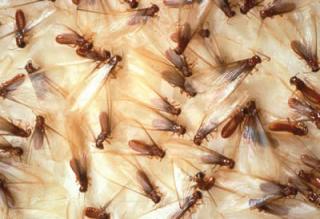 termite-picture-1.jpg