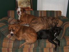 What a Dog Pile !!!